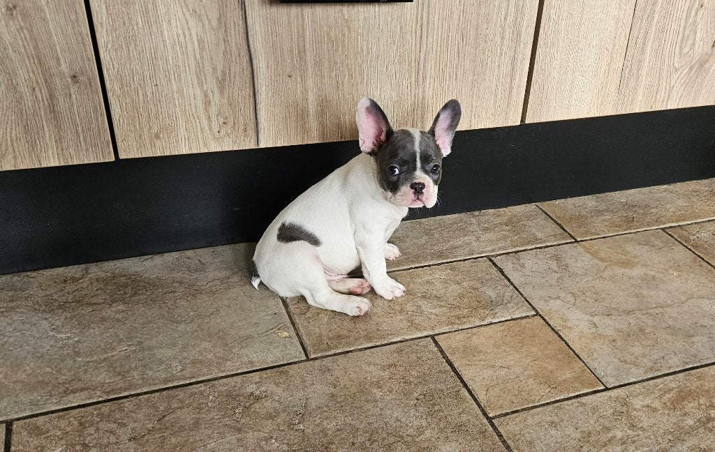 Franse Bulldog Pups met Stamboom, Dieren en Toebehoren, Honden | Bulldogs, Pinschers en Molossers, Meerdere dieren, Bulldog, Fokker | Hobbymatig