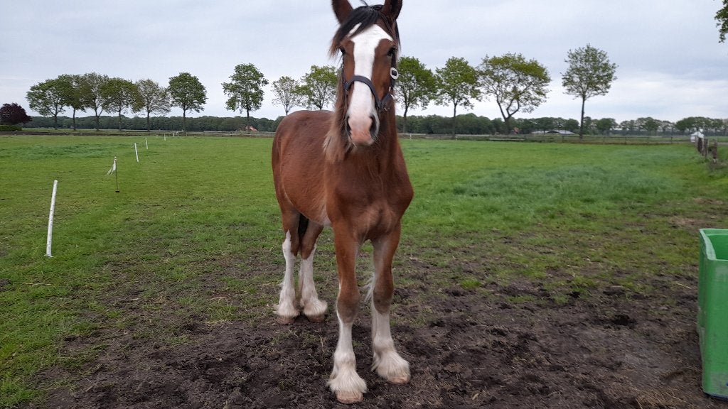 Te koop prachtige jaarling hengstveulen, 175 cm of meer, Met stamboom, Niet van toepassing, Dressuurpaard