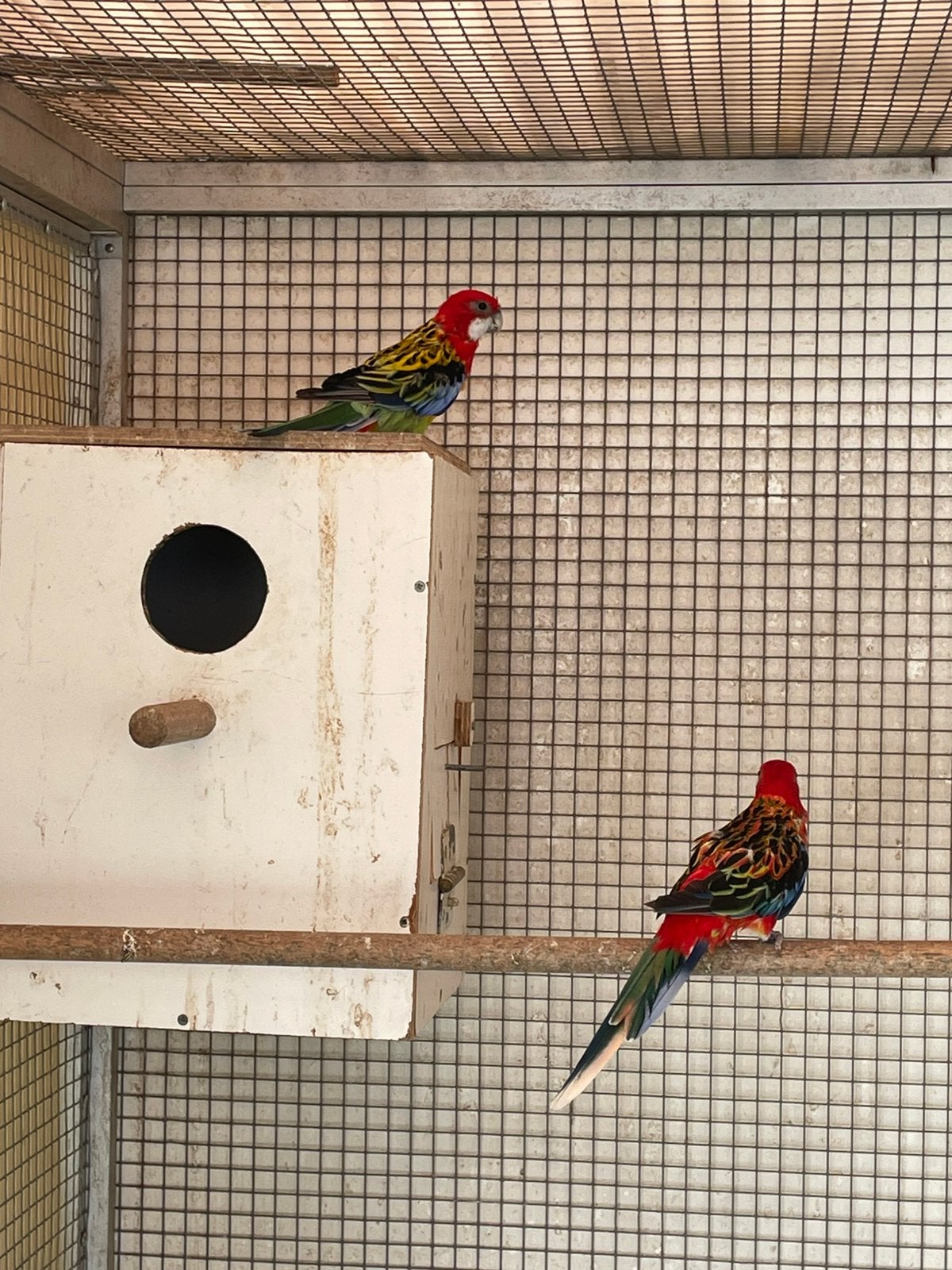 Koppel Rosella s, Parkiet, Geringd