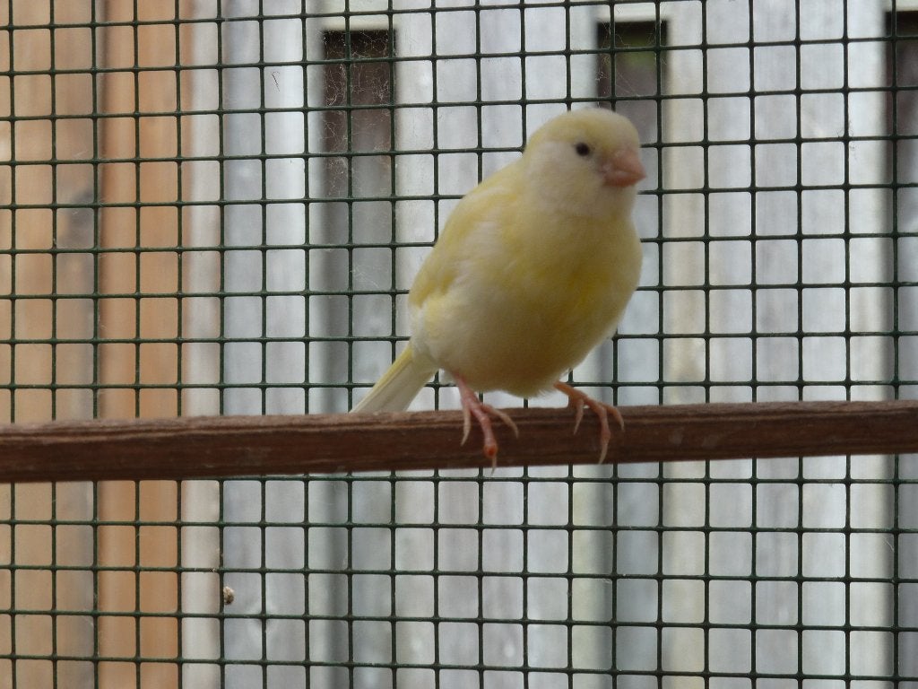 jonge kanaries, Meerdere dieren, Kleurkanarie