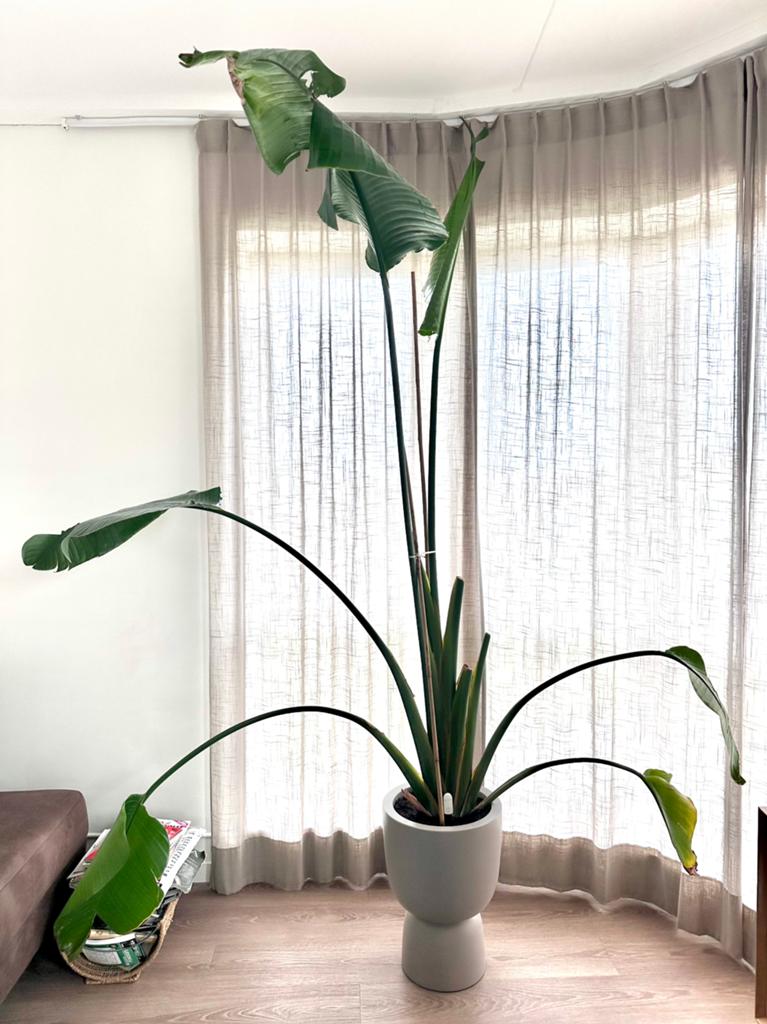 Strelitzia (zonder pot), Huis en Inrichting, Kamerplanten, Ophalen, Overige soorten, Halfschaduw, 150 tot 200 cm