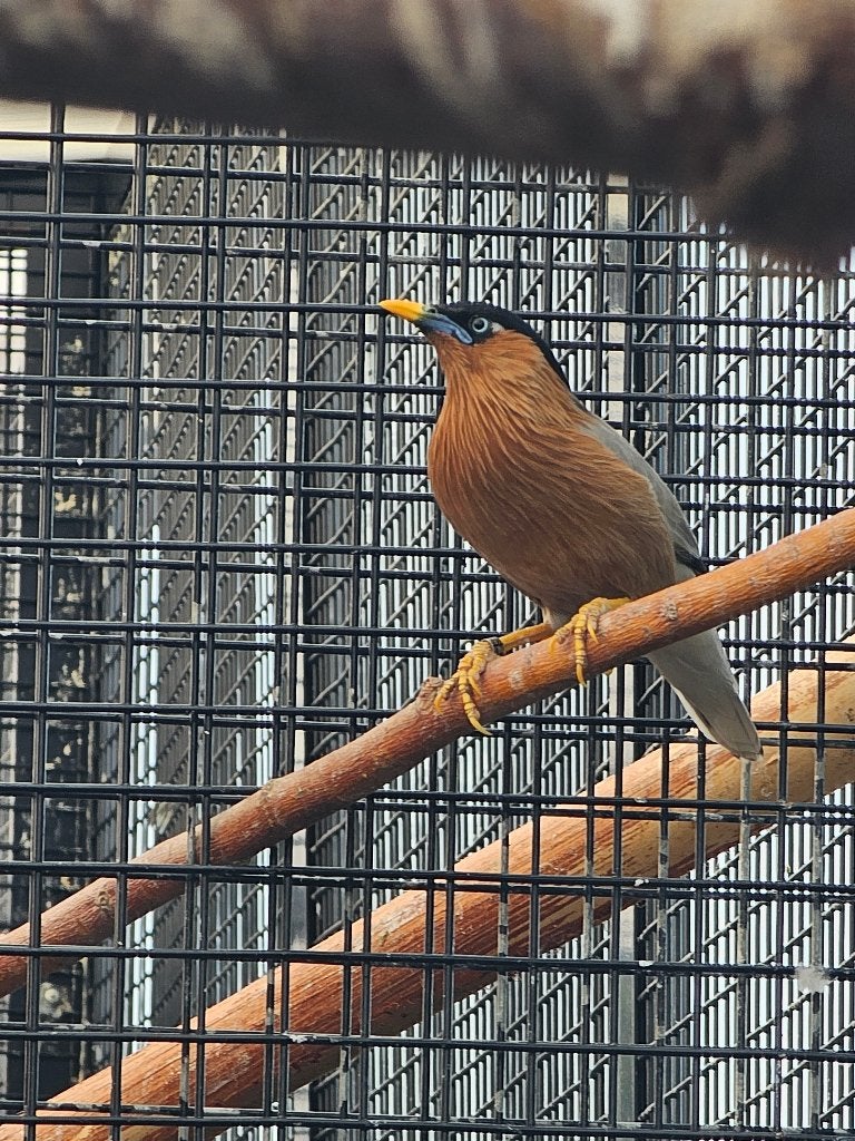 Pagodespreeuw | Volwassen/Jong | Met DNA, Meerdere dieren, Wildzangvogel, Geringd
