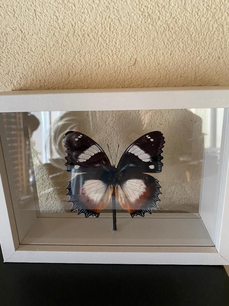 vlinder in dubbellijst Hypolimnas, Ophalen, Zo goed als nieuw, Insect, Opgezet dier
