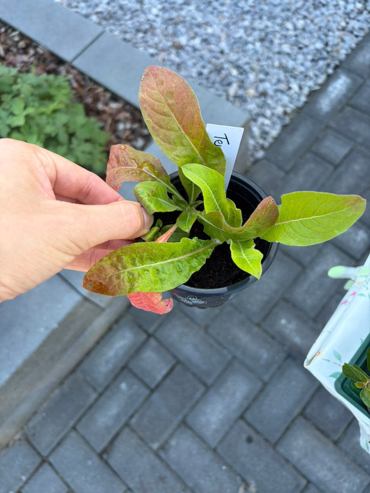 2x teunisbloem - beschikbaar in plantenbieb, Tuin en Terras, Ophalen, Tweejarig, Overige soorten