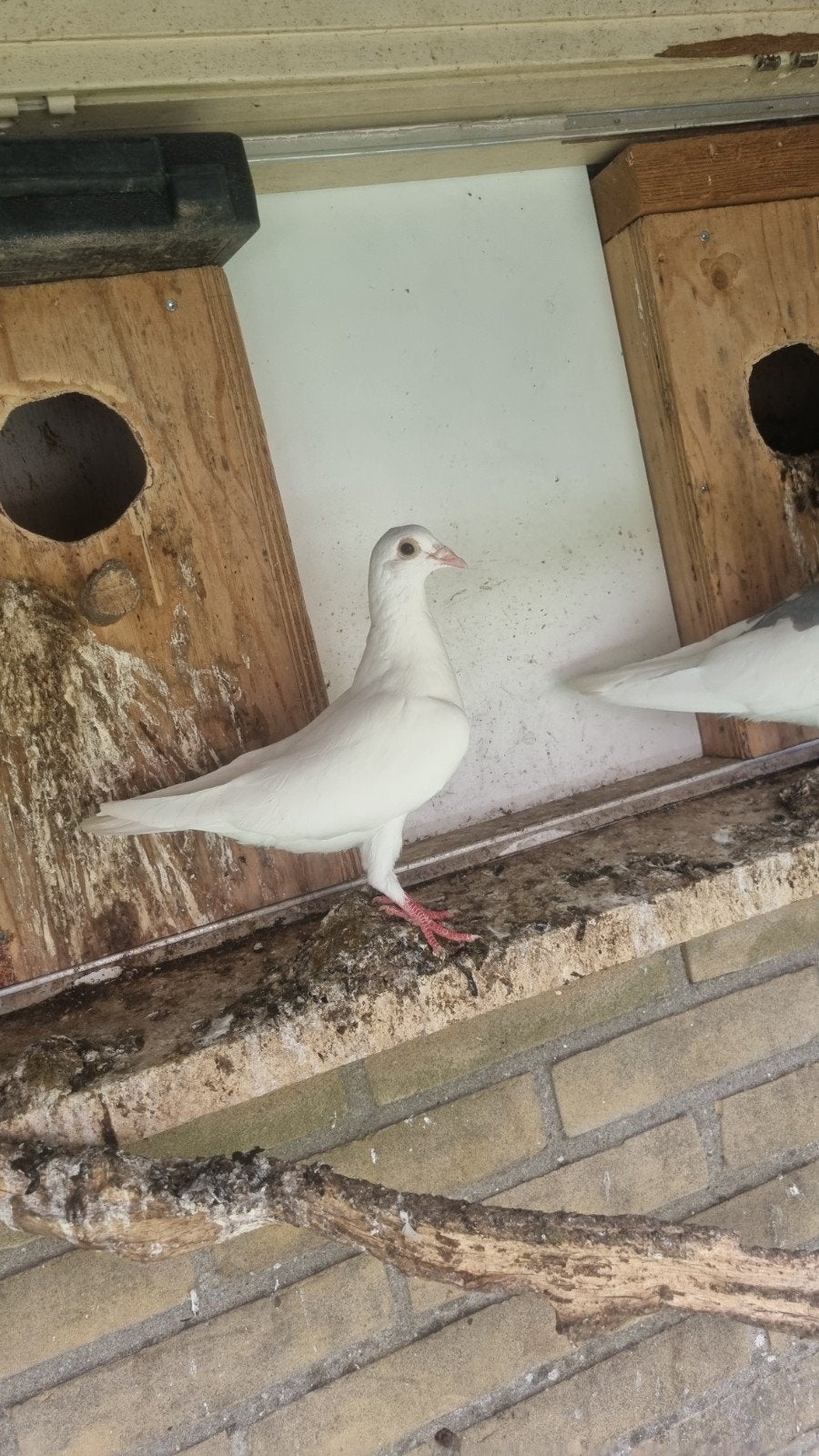Witte postduiven/ Trouwduiven te koop, Dieren en Toebehoren, Vogels | Duiven, Meerdere dieren, Postduif