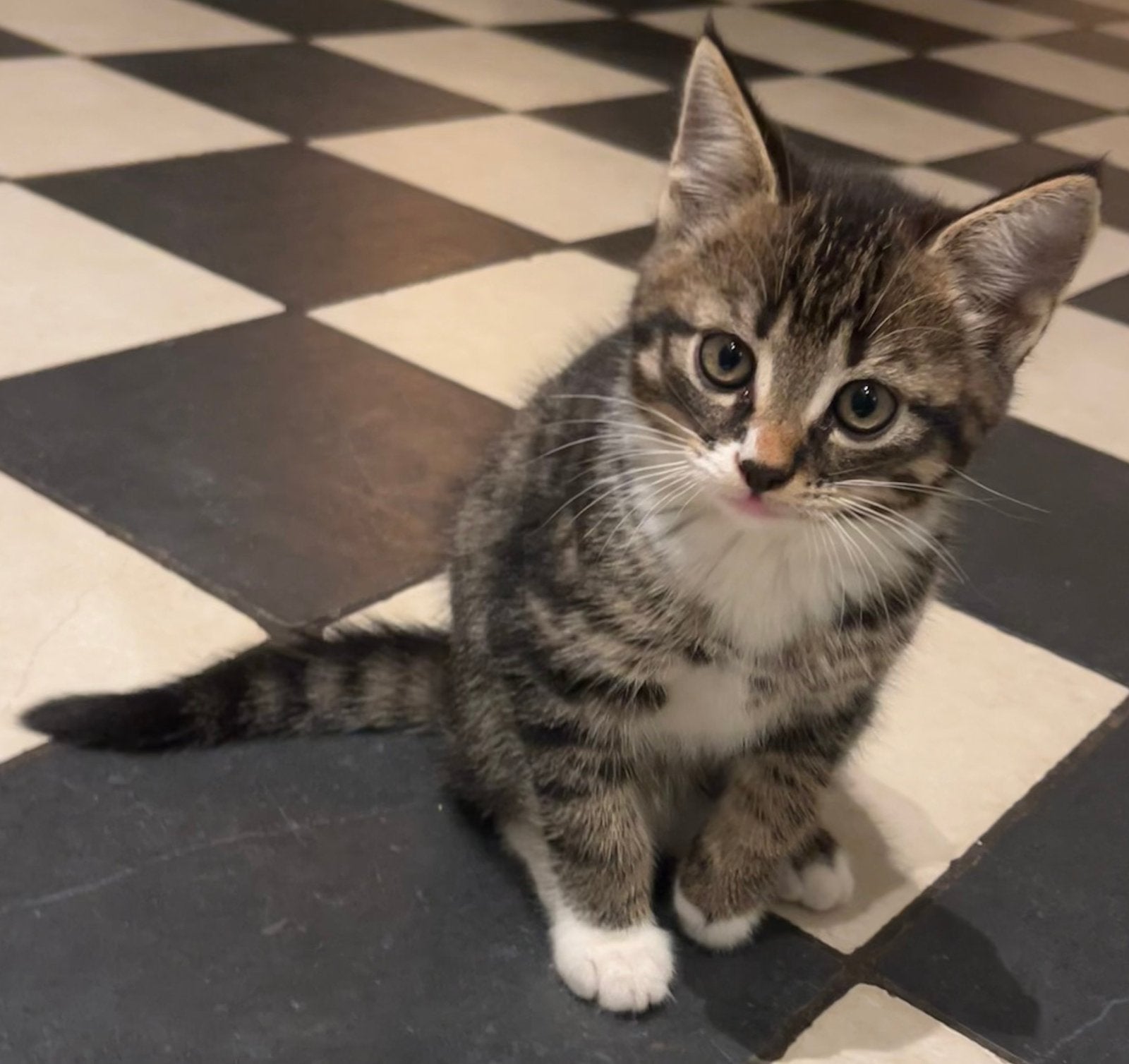 Lieve kittens van de boerderij, Dieren en Toebehoren, Meerdere dieren