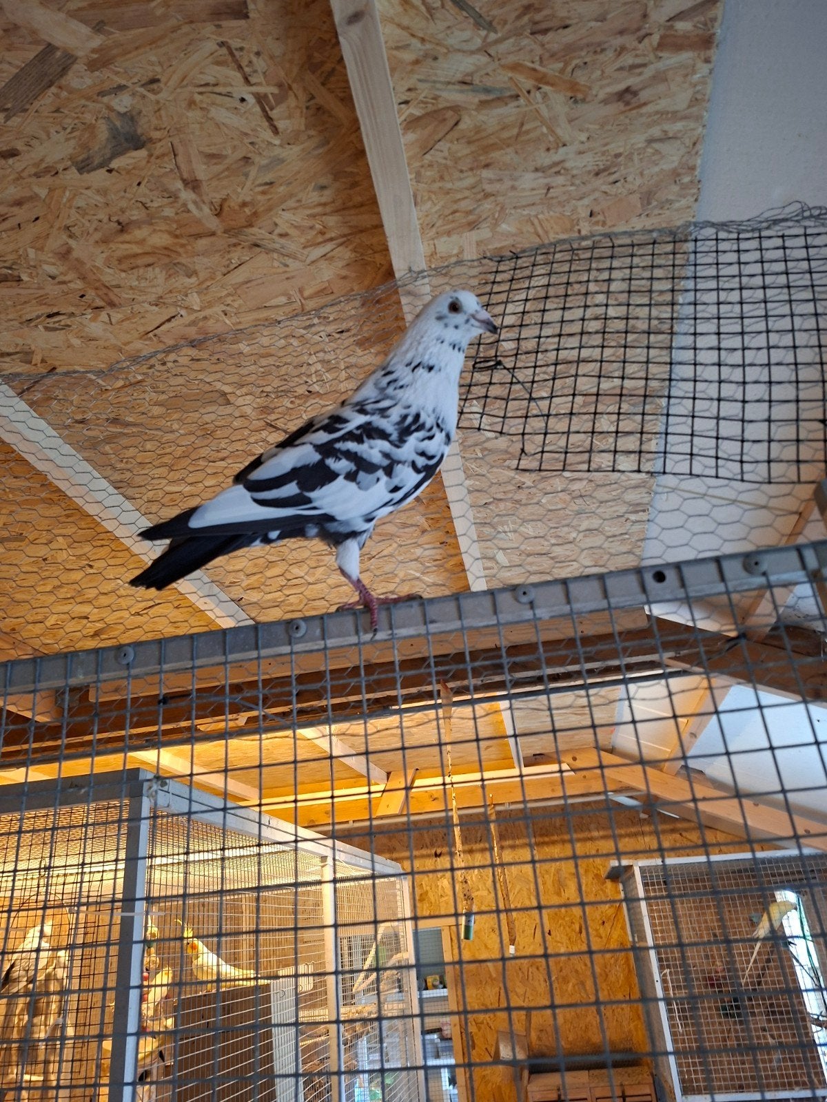 Sier en tilduiven, Dieren en Toebehoren, Meerdere dieren