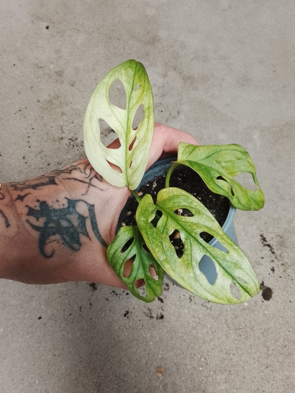 Monstera Archipelago Swedish Ghost plant, Huis en Inrichting, Ophalen of Verzenden, Halfschaduw, Minder dan 100 cm