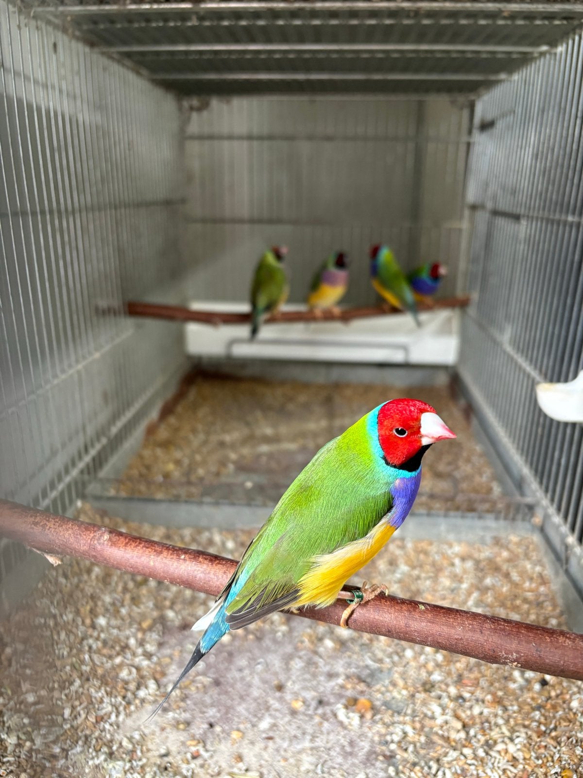 Gouldamadines, Dieren en Toebehoren, Meerdere dieren