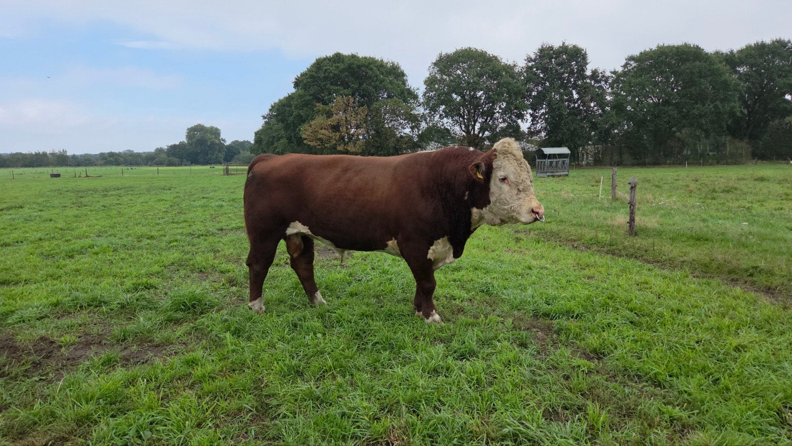 Hereford dekstier hoornloos, Mannelijk