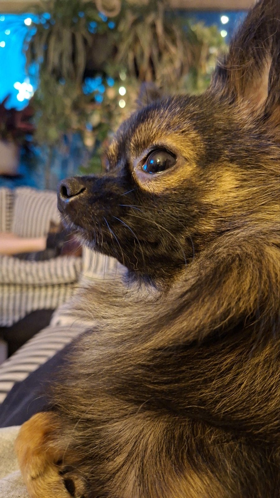 kruising pomeriaan x Chihuahua rue gecastreerd, Dieren en Toebehoren, Reu, CDV (hondenziekte), 1 tot 2 jaar, Eén hond