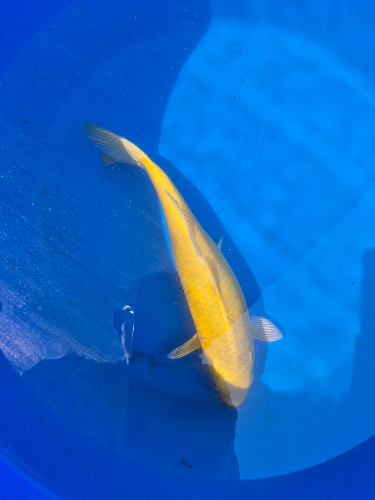 Yamabuki marusei, Dieren en Toebehoren, Vissen | Vijvervissen, Karper of Koi