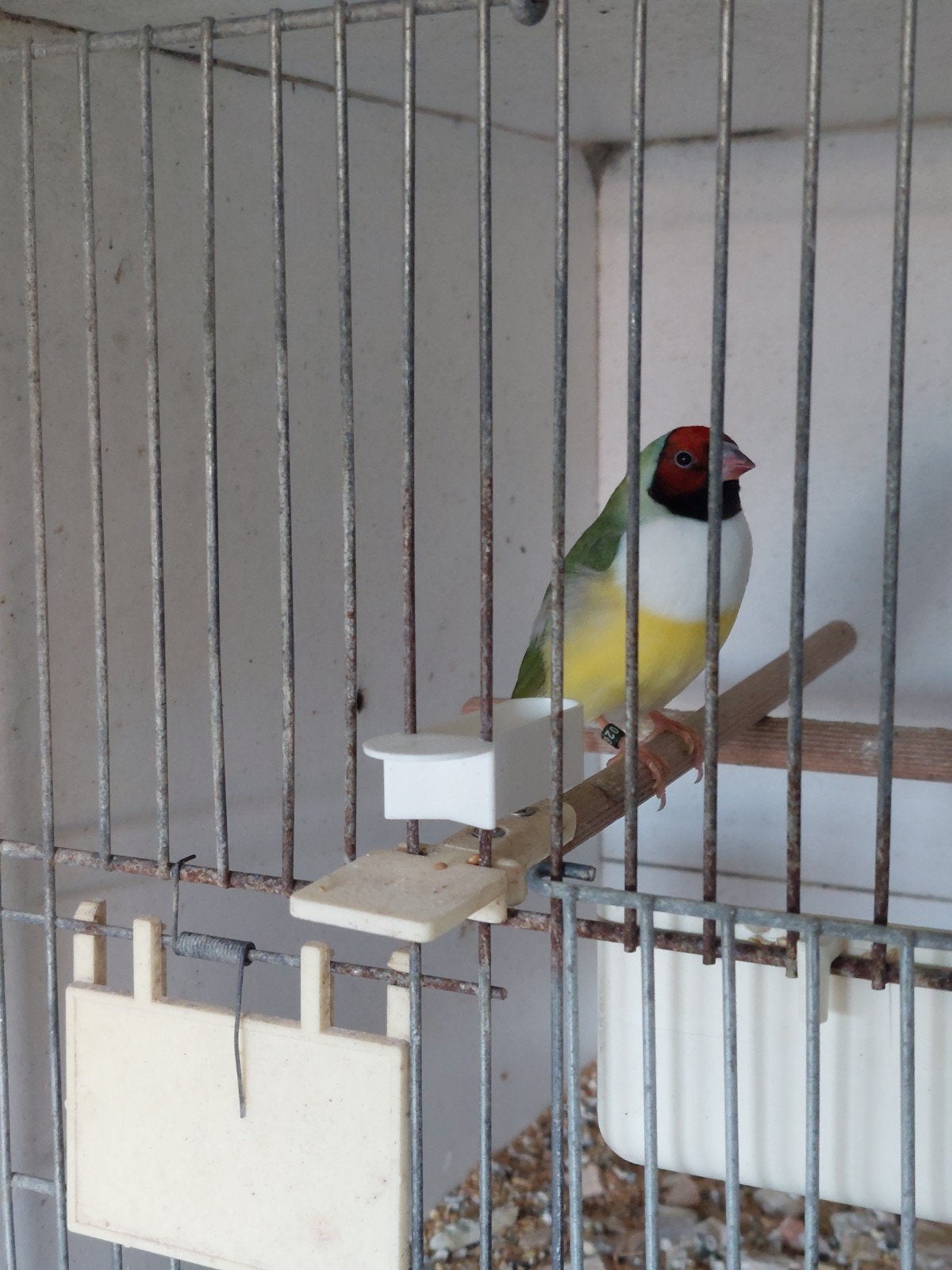 Gouldamadine, Dieren en Toebehoren, Vrouwelijk, Tropenvogel, Geringd