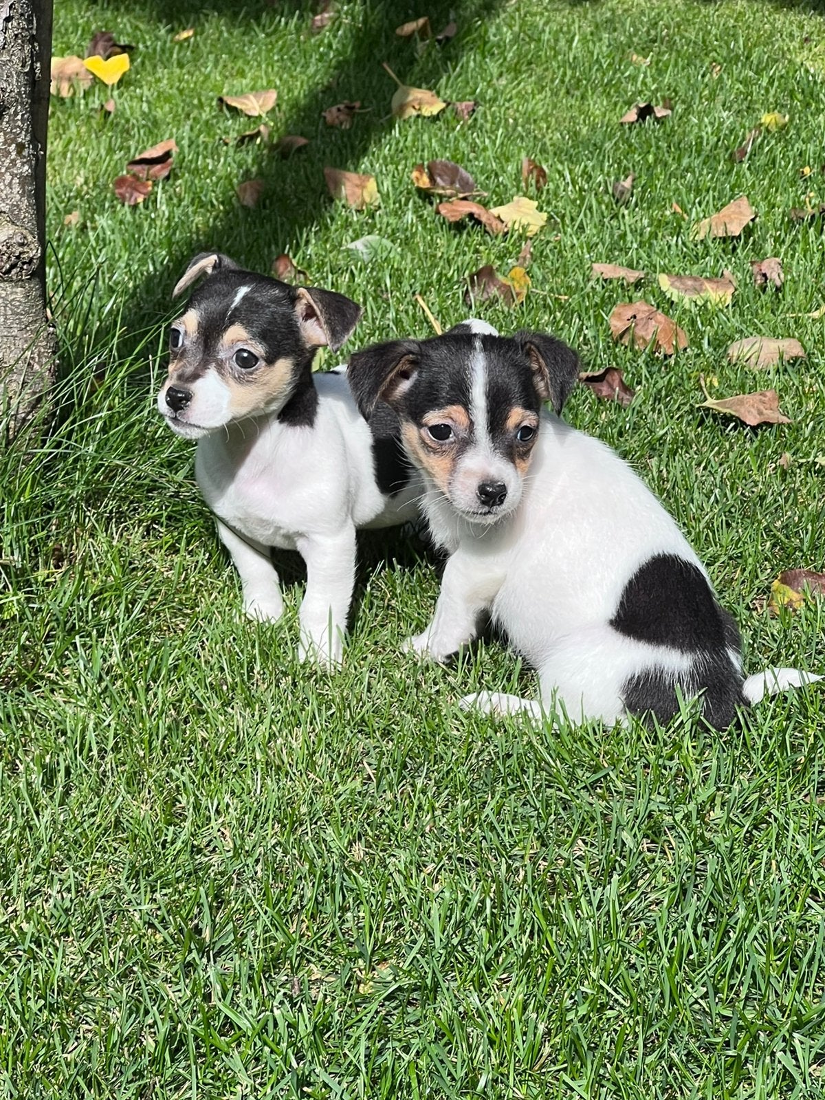 Jack russell pups, Dieren en Toebehoren, Jack Russell Terriër, CDV (hondenziekte), 8 tot 15 weken, Meerdere