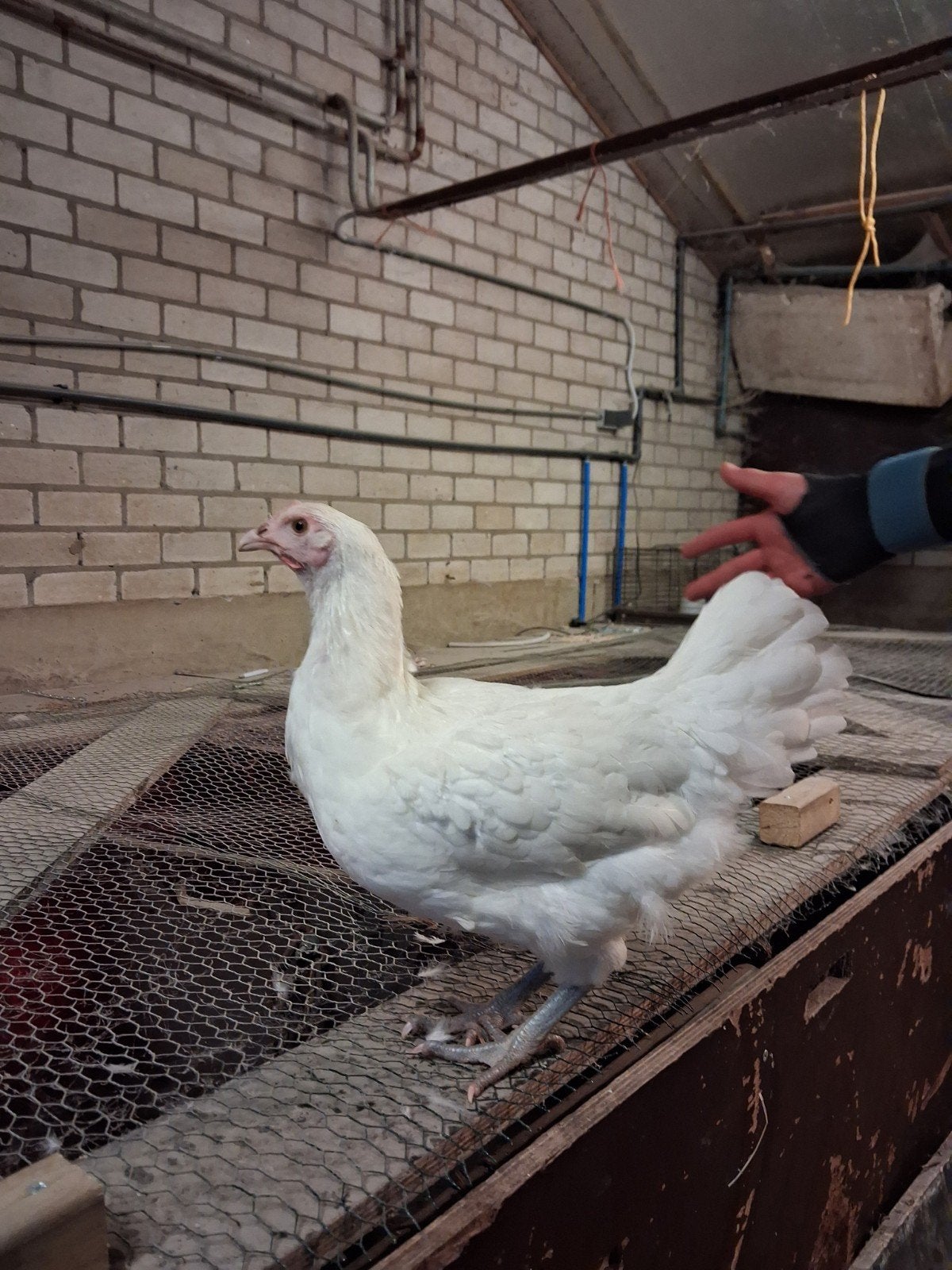 Poule de bresse hennen, Dieren en Toebehoren, Vrouwelijk, Kip