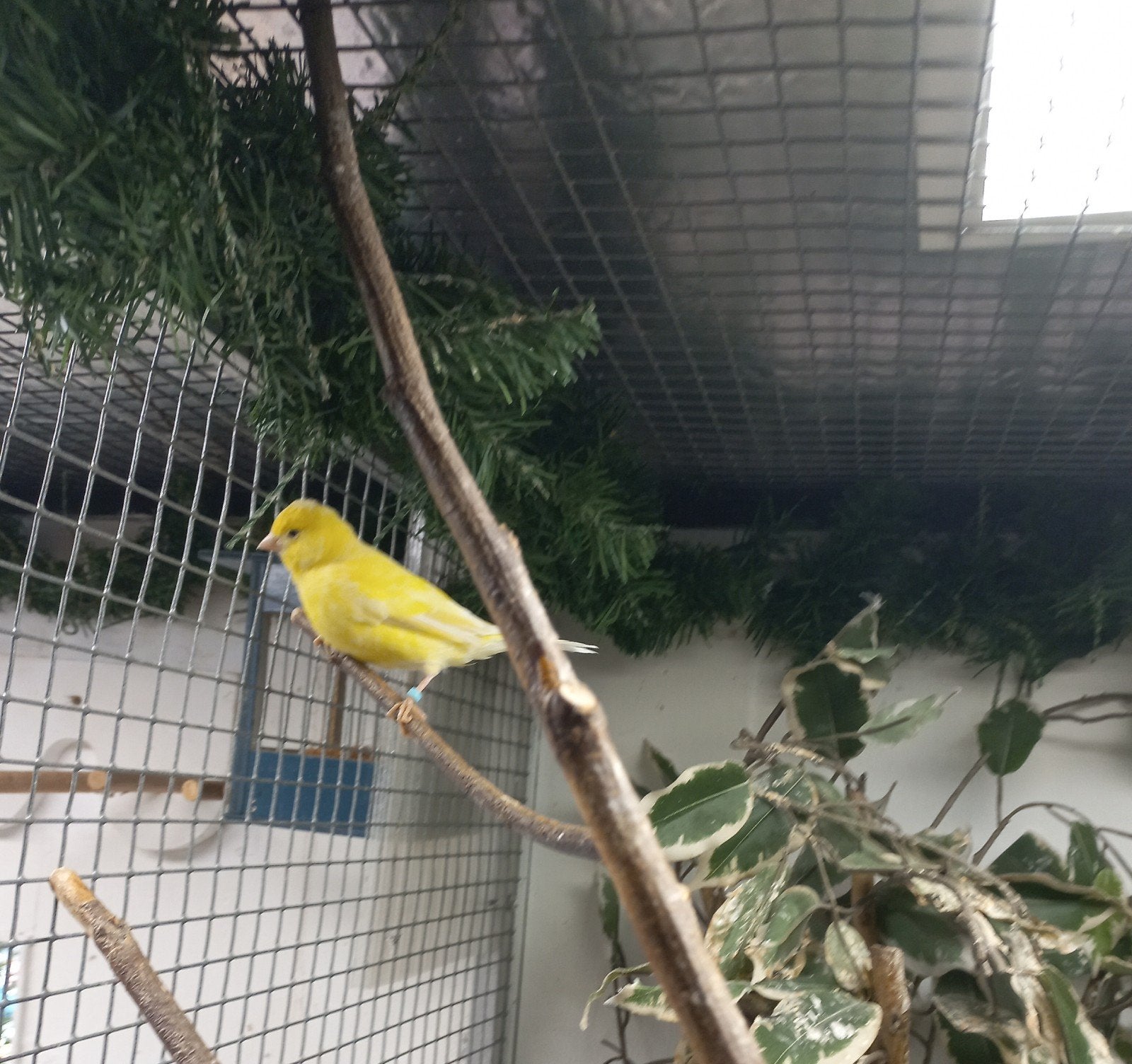Waterslager pop te koop, Dieren en Toebehoren, Vogels | Kanaries, Vrouwelijk, Kleurkanarie