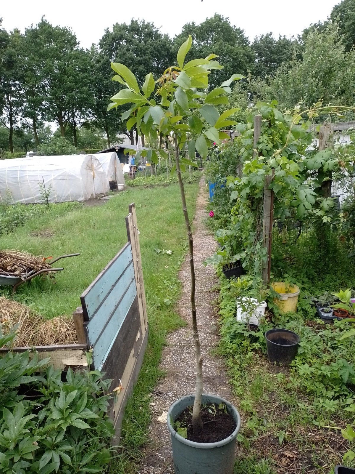 Walnotenboom, Bloeit niet, Overige soorten, 100 tot 250 cm, Ophalen