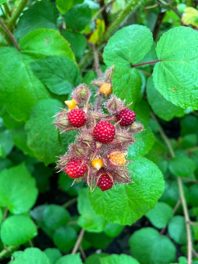 fruitstruiken bramen, Tuin en Terras, Planten | Tuinplanten, Overige soorten, Volle zon, Ophalen