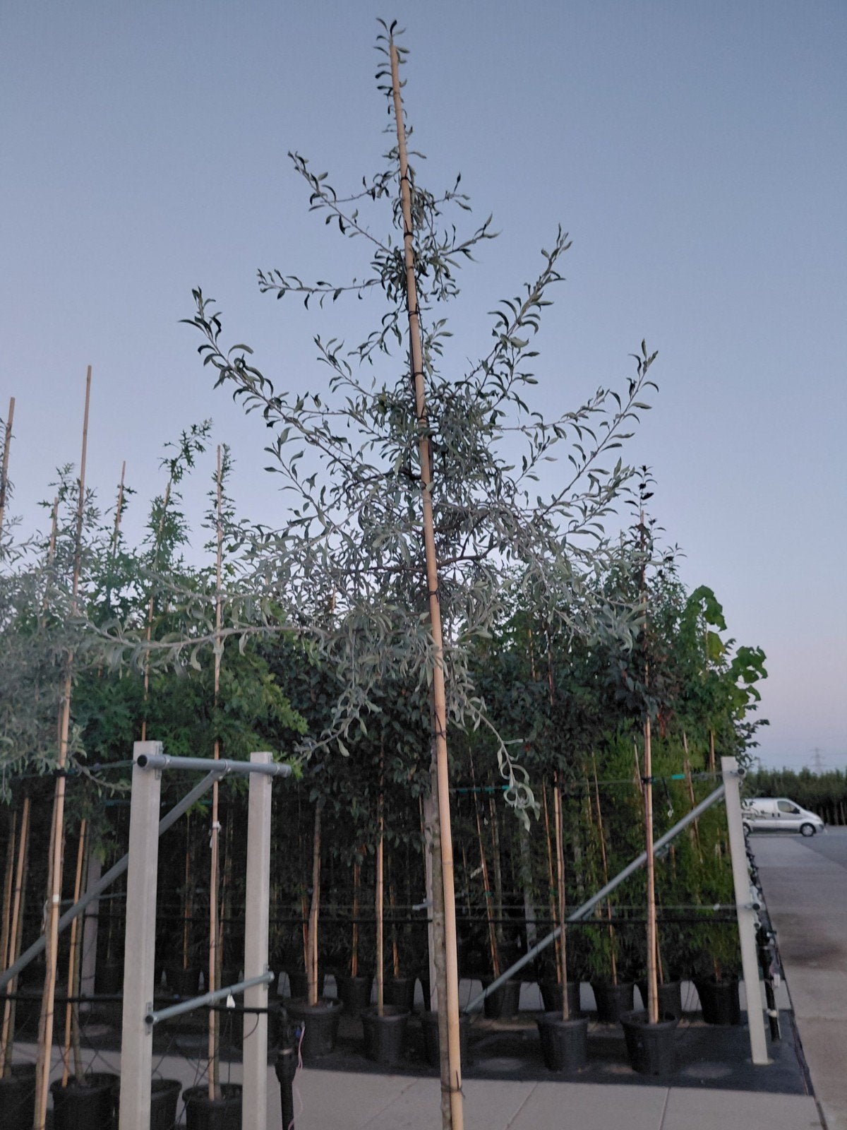 pyrus salicifolia 'Pendula, Overige soorten, Lente, 250 tot 400 cm, Ophalen