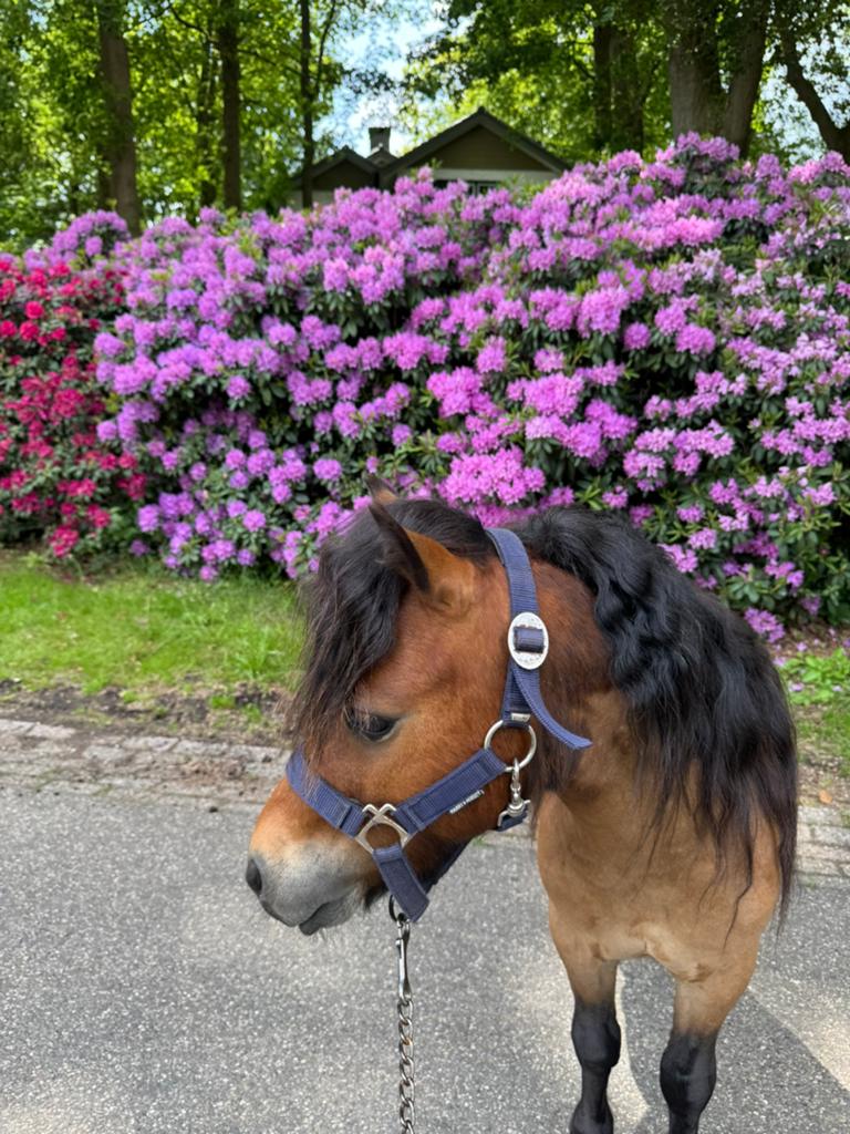 Nsps hengst ter dekking., Dieren en Toebehoren, Hengst