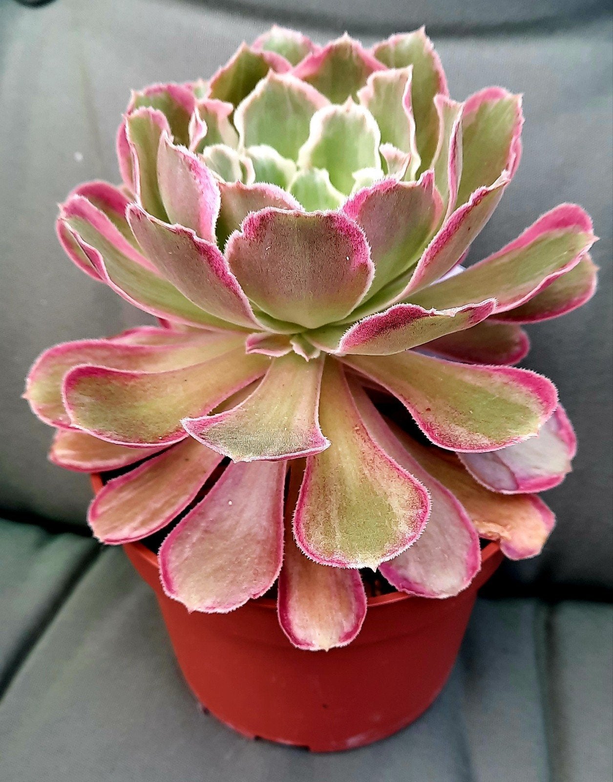 Aeonium Pink Witch Silk, Vetplant, Minder dan 100 cm, Groene kamerplant, Halfschaduw