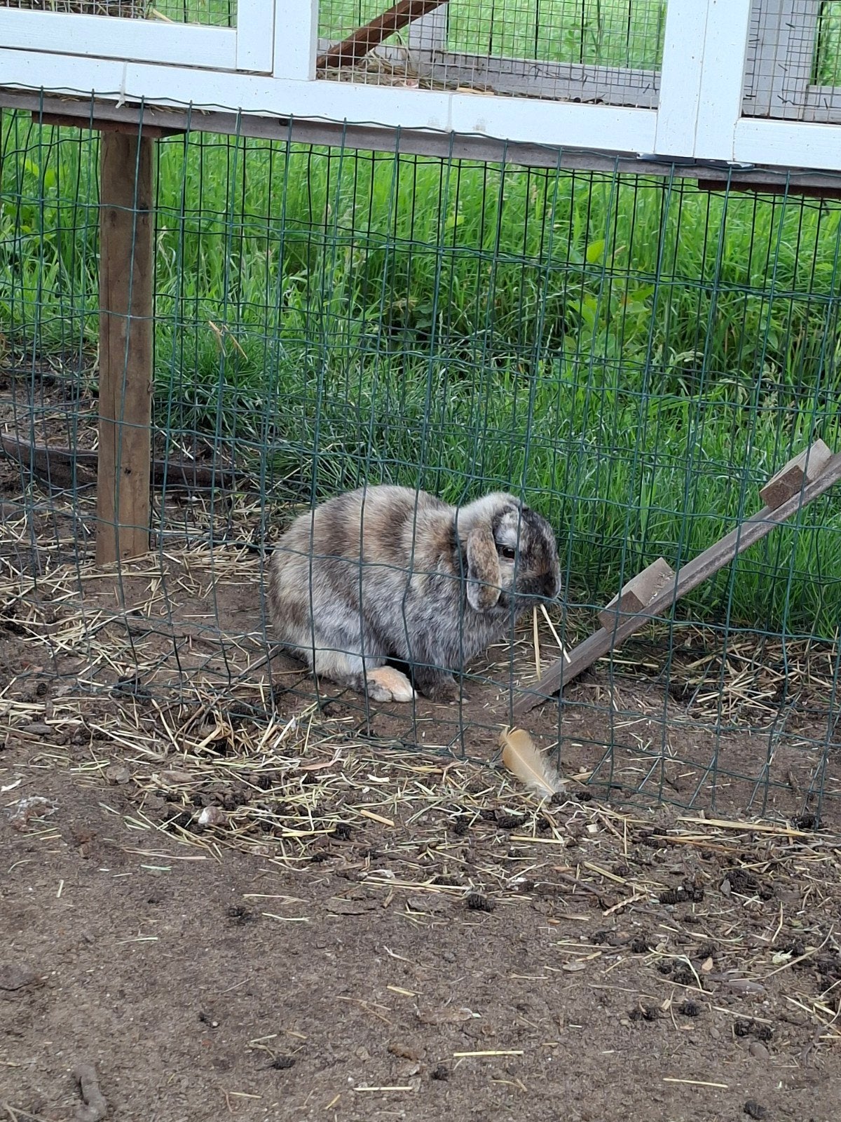 Minilops konijnen, Dieren en Toebehoren, Meerdere dieren, Eend