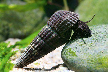 Sulawesi slakken choco, Dieren en Toebehoren, Vissen | Aquariumvissen, Zoetwatervis, Slak of Weekdier
