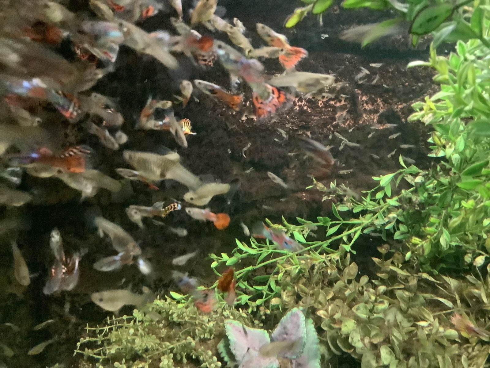 Guppies, Dieren en Toebehoren, Vissen | Aquariumvissen, Vis, Zoetwatervis