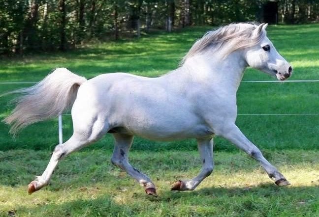 Vier goedgefokte Welsh pony hengsten, Dieren en Toebehoren, Hengst, A pony (tot 1.17m), 0 tot 2 jaar