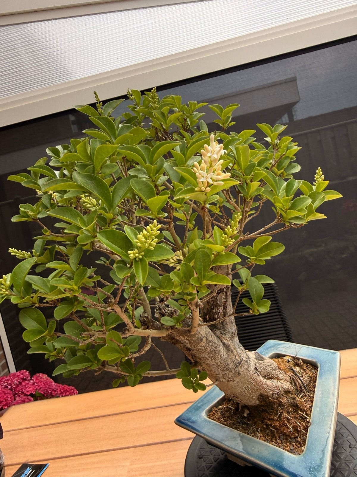 Bonsai Liguster - Zeer Fraaie Boom in Knoppen, Volle zon, Vaste plant, Lente, Ophalen