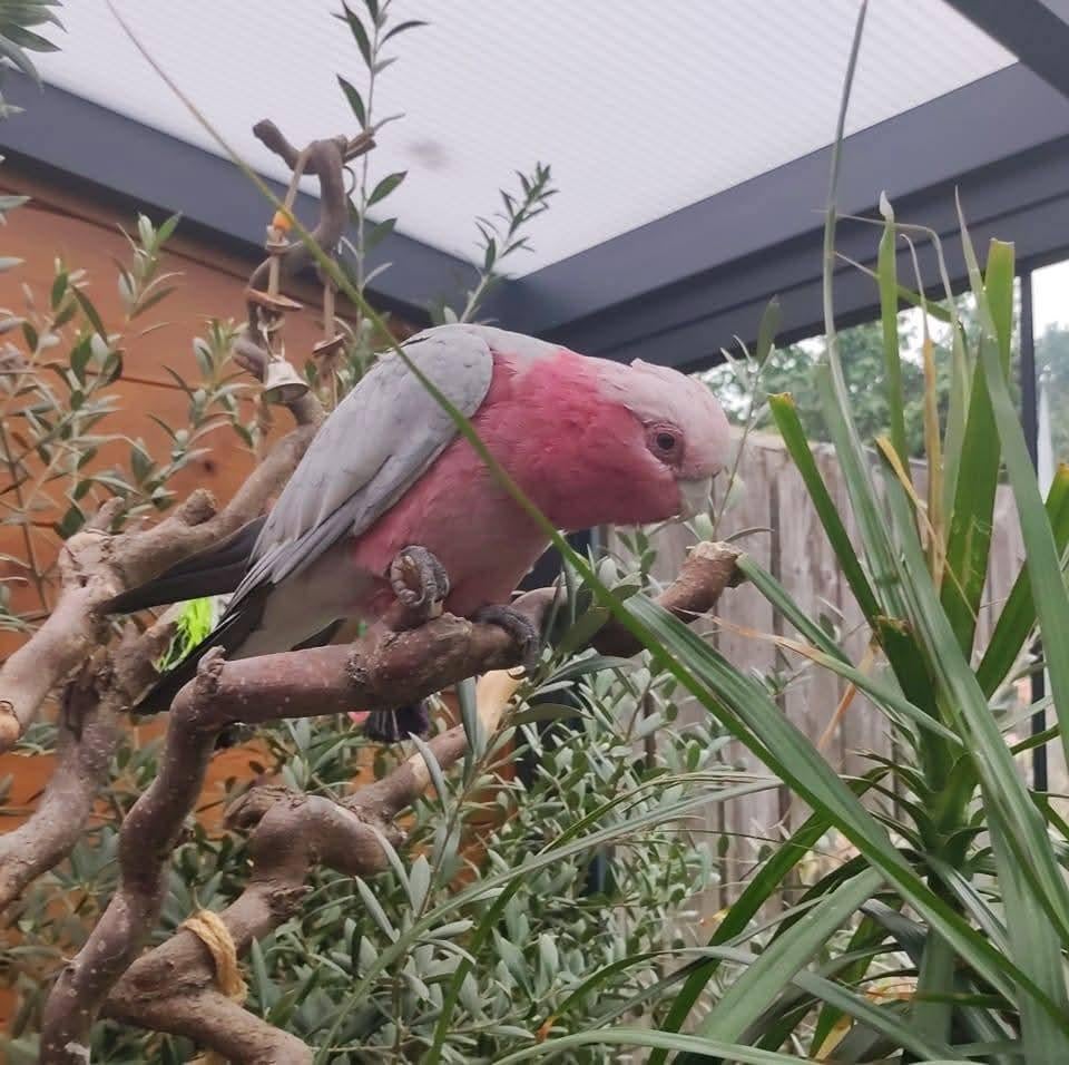 Te koop – prachtige kaketoe “Coco”, Mannelijk
