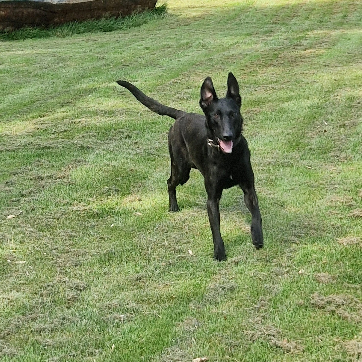 Hollandse herder Reu.. 1 jaar, Dieren en Toebehoren, Honden | Herdershonden en Veedrijvers, Parvo, Reu, 1 tot 2 jaar, Eén hond
