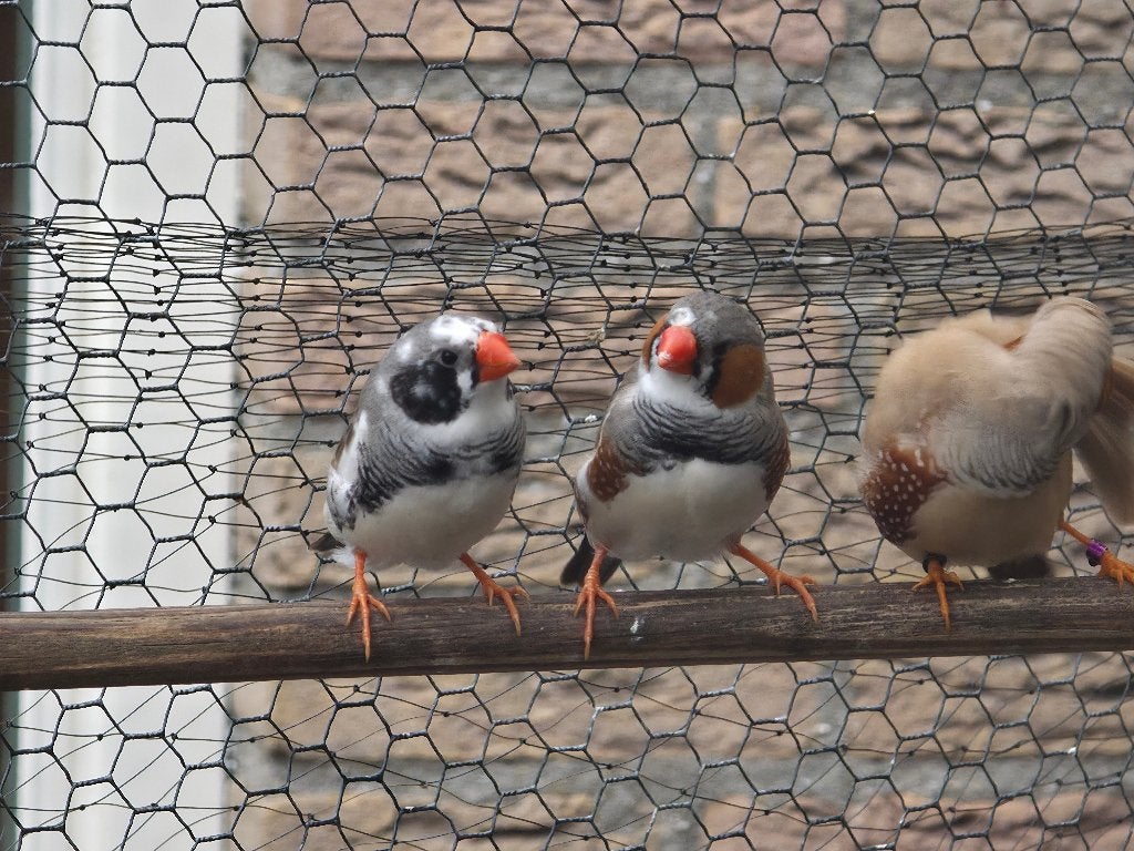 Te koop: zebravinken, Dieren en Toebehoren, Meerdere dieren, Tropenvogel