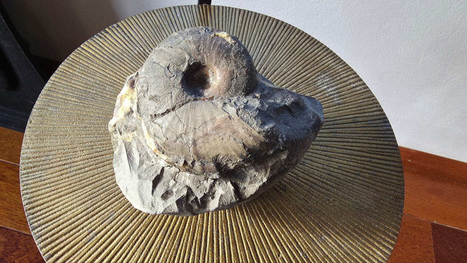 Fossiel in steen, Verzamelen, Mineralen en Fossielen, Ophalen of Verzenden, Fossiel