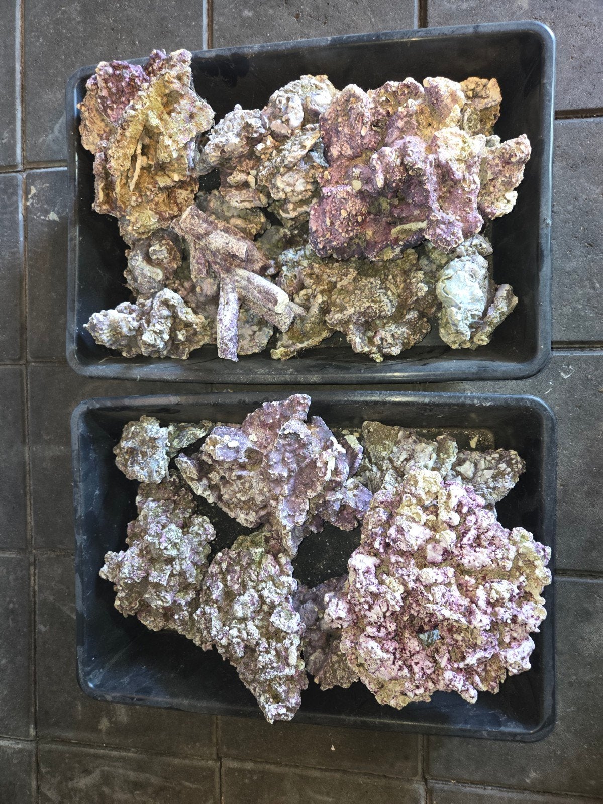 Koraal stenen aquarium, Ophalen, Zo goed als nieuw, Plant(en), Steen of Hout
