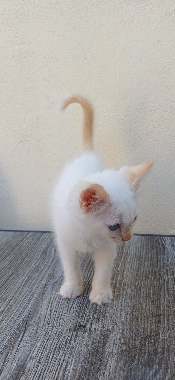 Ragdoll red mitted katertje, Kater, Met stamboom