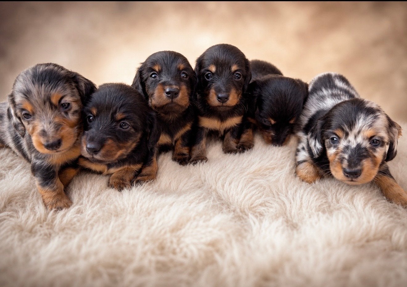 Prachtige langhaar Kaninchen/Dwerg Teckelpups, Parvo, 8 tot 15 weken, Dwerg, Langhaar