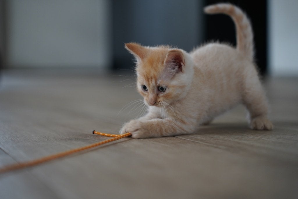 Rood kater kitten 8 weken, Dieren en Toebehoren, Katten en Kittens | Overige Katten, Kortharig, Kater, 0 tot 2 jaar