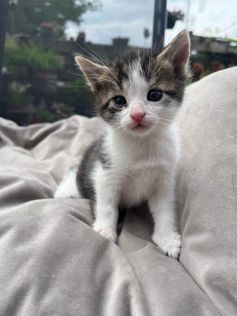 Kittens te koop, Dieren en Toebehoren, Katten en Kittens | Overige Katten, Kater