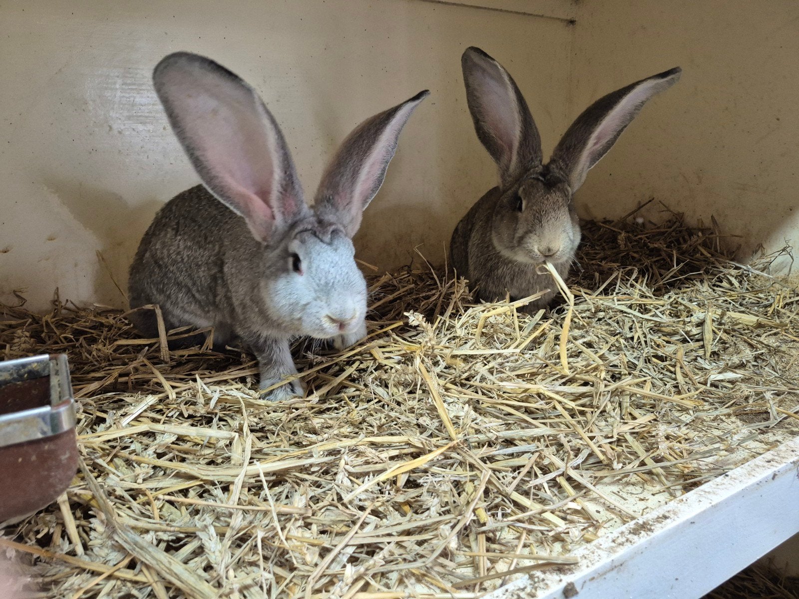 Jonge  Vlaamse reuze Chinchilla  en konijngrijs, Dieren en Toebehoren, Mannelijk, Groot, 0 tot 2 jaar