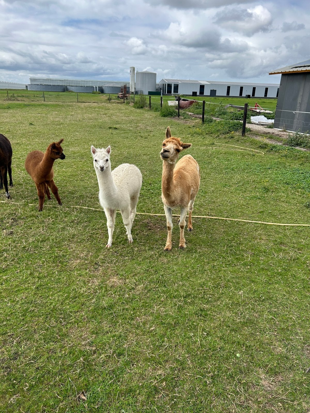 Alpaca merrie met merrie veulen aan de voet, Dieren en Toebehoren, Overige Dieren, Mei, Vrouwelijk