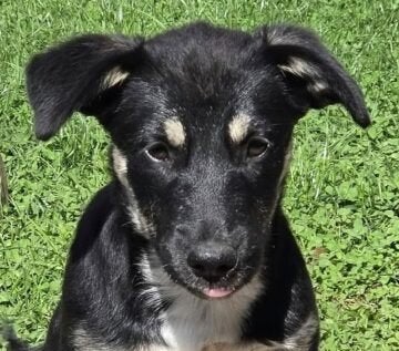 Katie teefje pup, Particulier, 15 weken tot 1 jaar, Buitenland, Teef