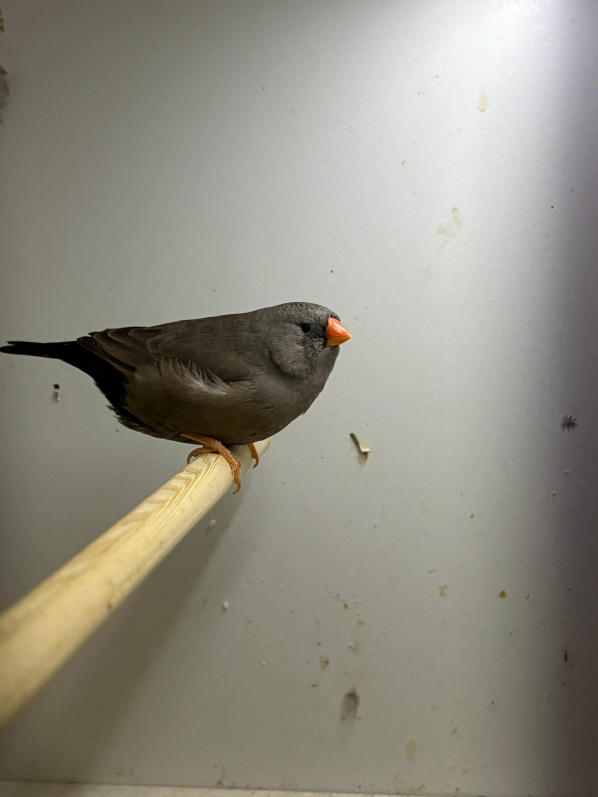 Koppel charcoal, Dieren en Toebehoren, Vogels | Overige Vogels, Meerdere dieren, Geringd