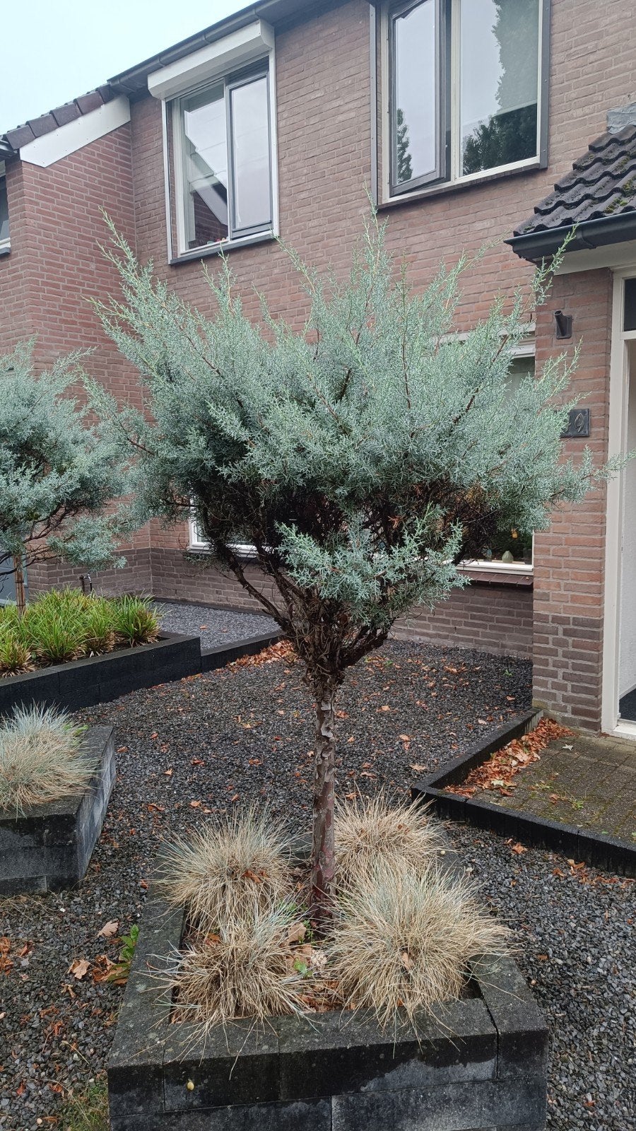Bol Conifeer 2x, Tuin en Terras, Planten | Bomen, Ophalen, Bolboom, 100 tot 250 cm