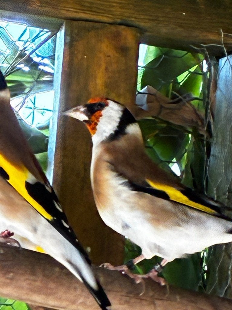 putters, Dieren en Toebehoren, Meerdere dieren, Wildzangvogel, Geringd
