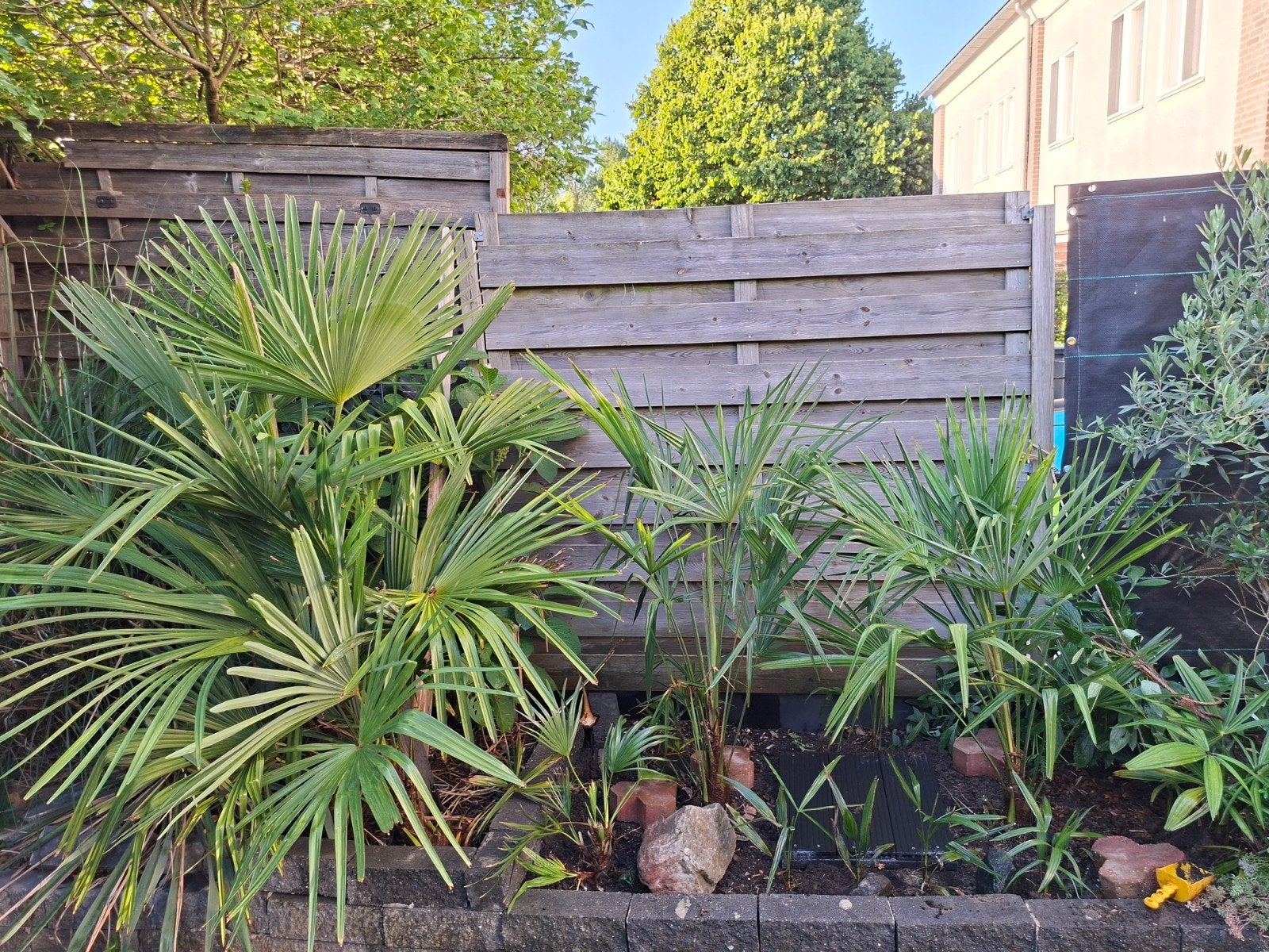 Trachycarpus Fortunei (Hennep Palm) - Diverse Maten, Ophalen, Overige soorten, Volle zon