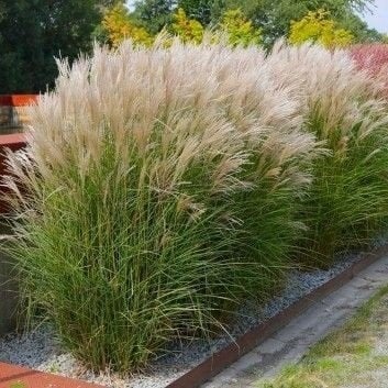 Siergras . prachtriet. Tuingras, Tuin en Terras, Planten | Tuinplanten, Ophalen, Siergrassen, Volle zon