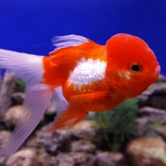Carrasius auratus, Dieren en Toebehoren, Vissen | Aquariumvissen, Vis