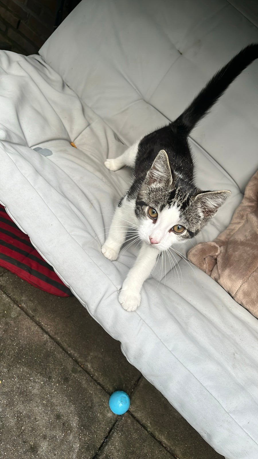 Gratis kitten, Dieren en Toebehoren