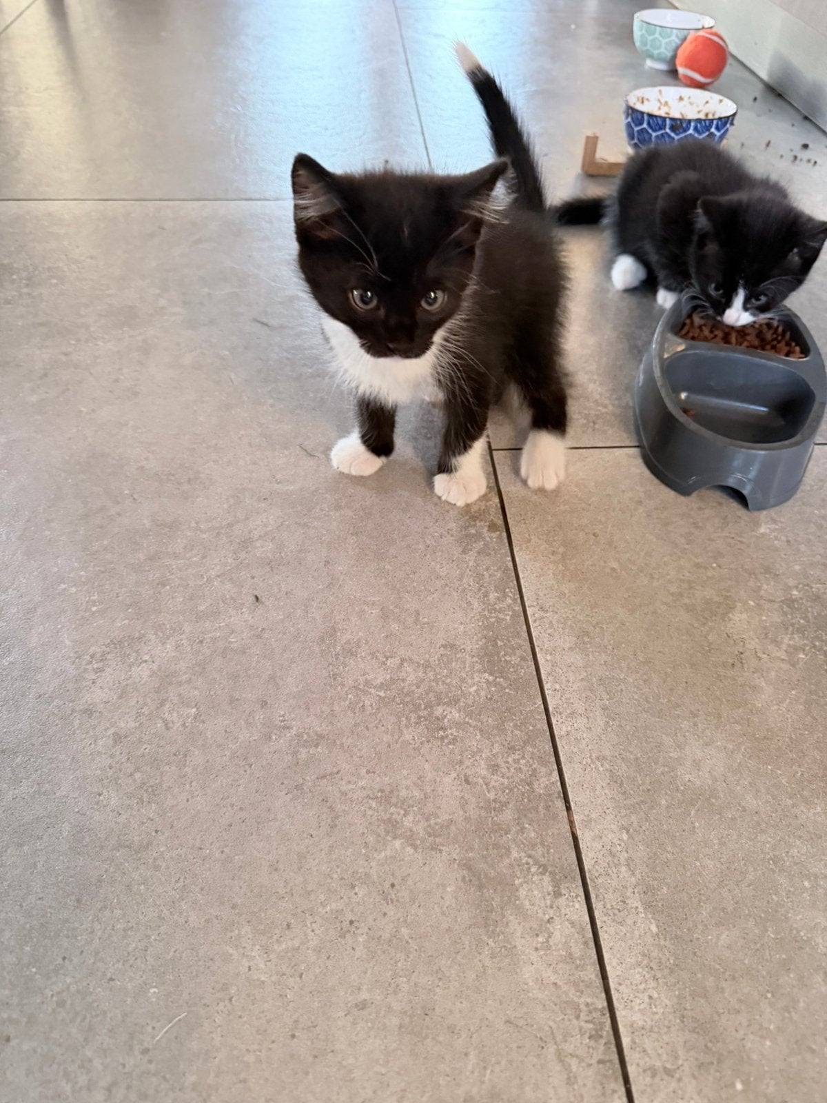 Kittens van Ragdoll  moeder en europese vader, Kater